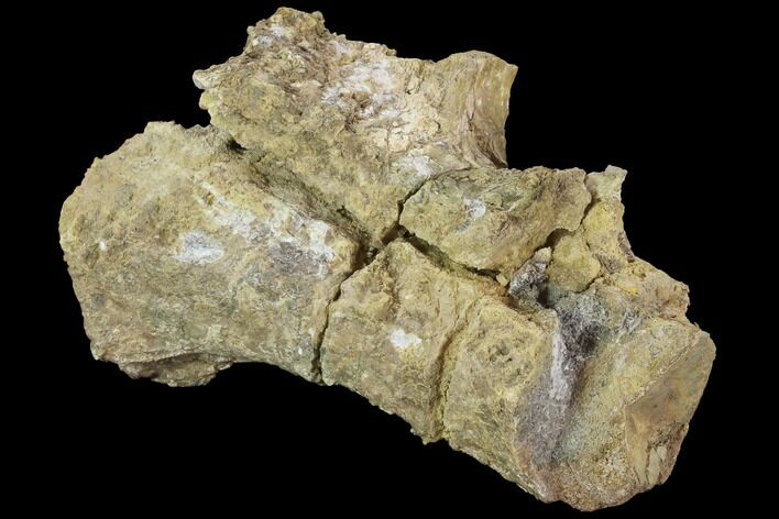 Theropod (Tyrannosaur) Caudal Vertebra - Texas #97797